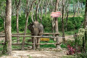 Khaolak: Sunset Elephant Walk with Complimentary Cocktail