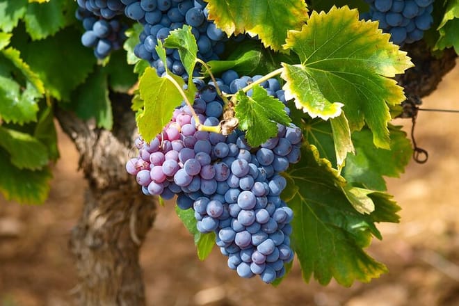 Sicilian Grapes