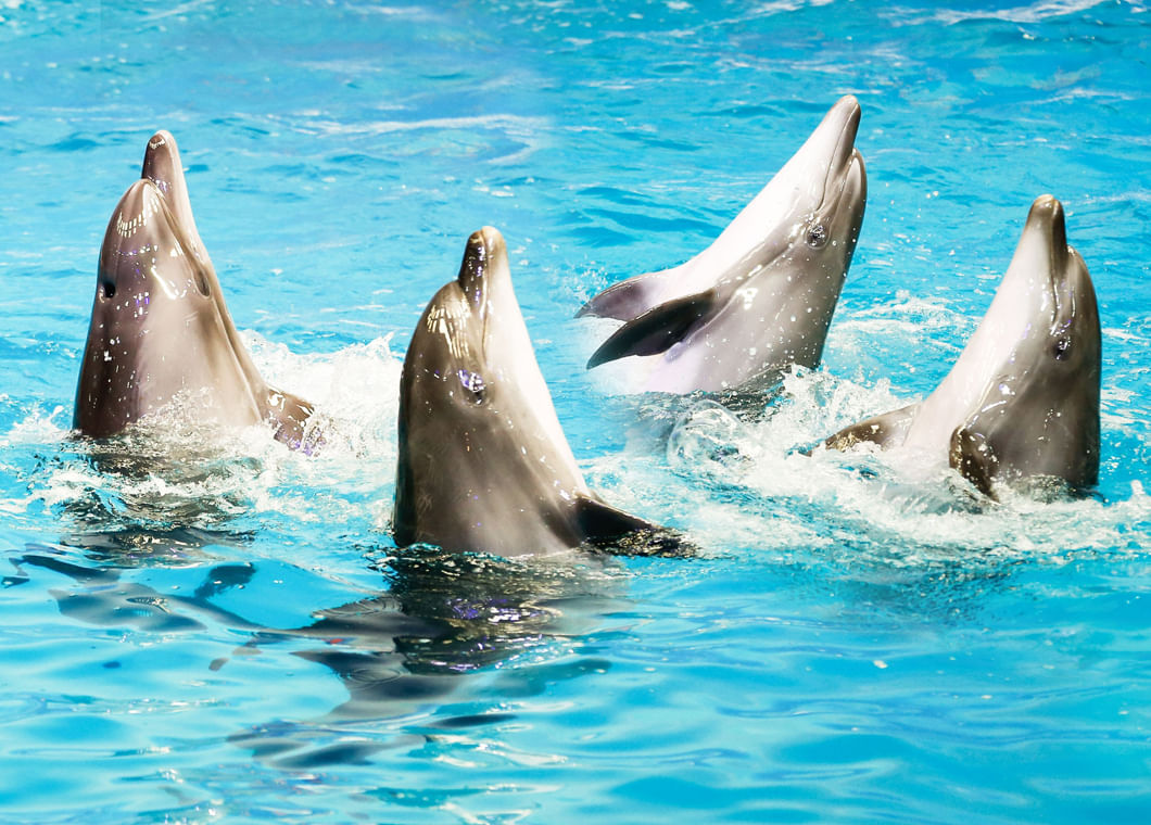 Discount offer for dolphin show with tour visionary