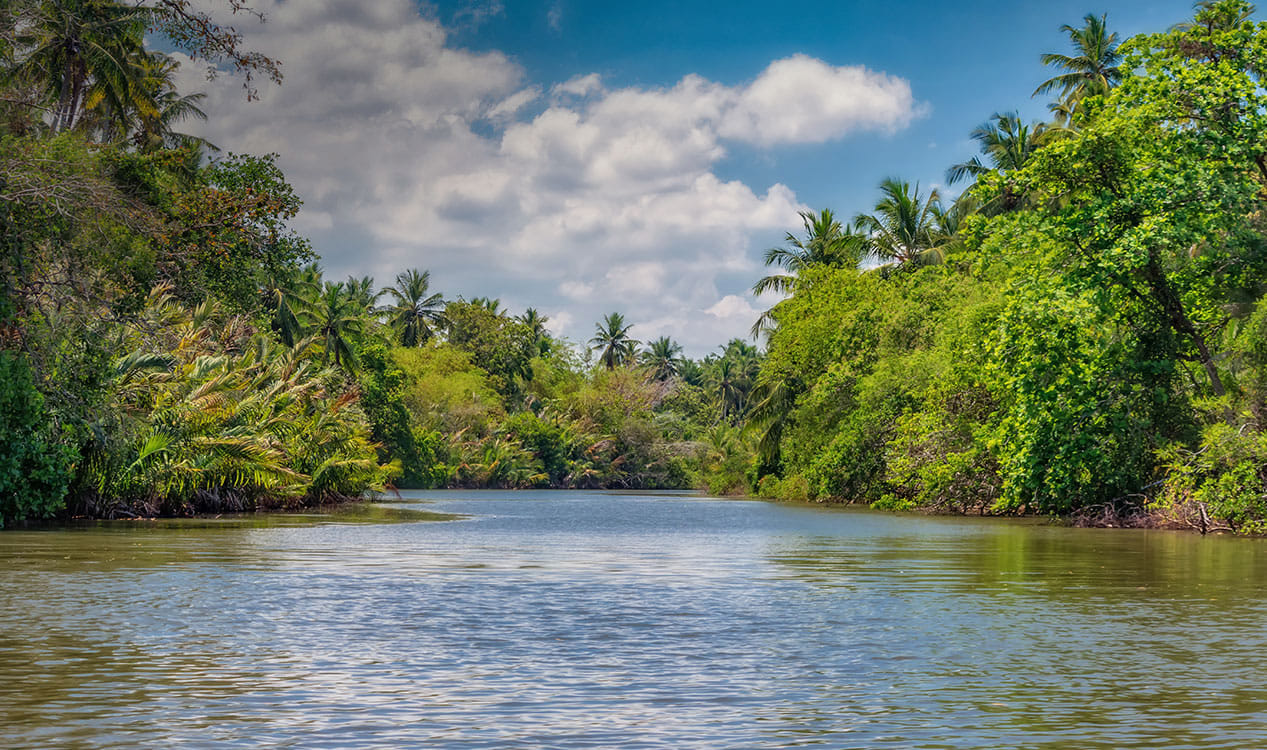 Maha Oya River Boat safari & Hamilton Canal in Negombo 3