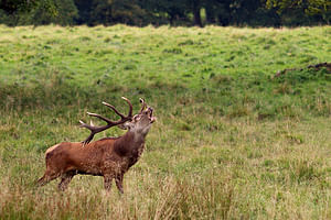 Deer viewing & ecology safari. Connemara. Private guide. 3 hours.