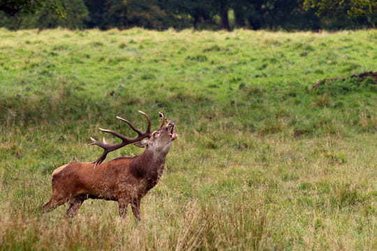 Deer viewing & ecology safari. Connemara. Private guide. 3 hours.