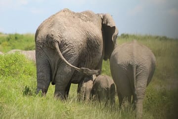 12 Day and 11 Nights Best Kenya Safari