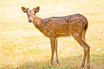 Explore the Hindu Temples of Prambanan in Yogyakarta