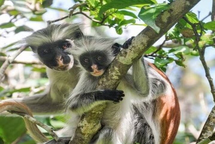 Zanzibar Jozani Forest, Salaam Cave and The Rock Restaurant