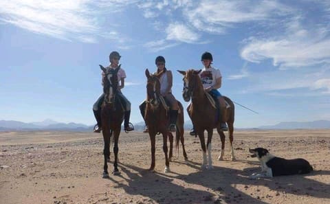 Horseback Riding Tour in the Desert and Beach of Hurghada