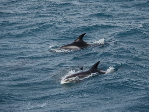 Whale Watching and Marine Life Tour in Faxafloi, photo 23