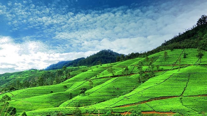 Experience of One Day Nuwara Eliya 5