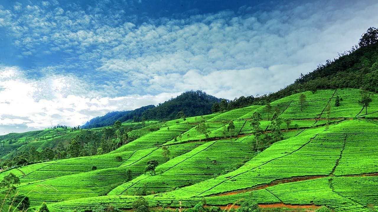 Experience of One Day Nuwara Eliya 5