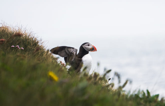 Your Vestmannaeyjar, Puffin and Volcano Tour