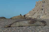 Elephant seals