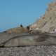 Elephant seals