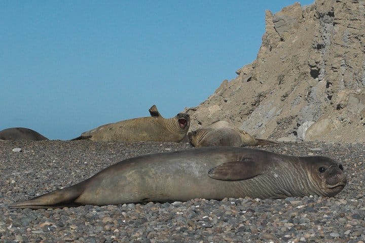 Elephant seals