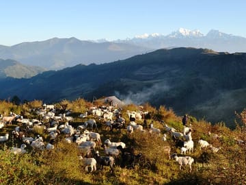 Sheep left to graze by shepherds in the forest surrounding Pattale. Image Credit: The Kathmandu Post
