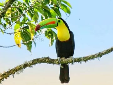Keel-billed Toucan Johnny loves nature Eco-tour