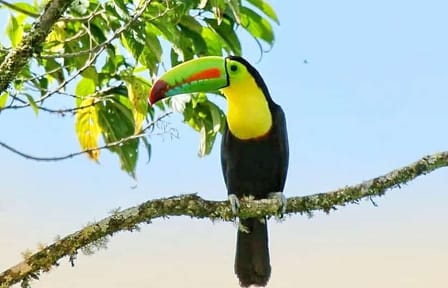 Birdwatching Tour in Curicancha Cloud Forest, Costa Rica