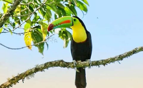 Birdwatching Tour in Curicancha Cloud Forest, Costa Rica