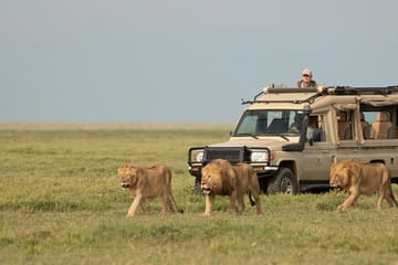 Airport Layover Tour to Nairobi National Park and Giraffe Center