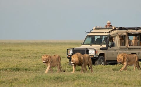 Nairobi Layover Safari Tour to National Park and Giraffe Center