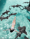 Exuma Explorers: Swimming Pigs & Highlights 7