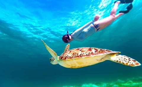 Snorkeling Day Trip to Hamata Island from Marsa Alam