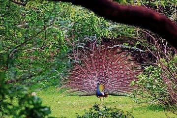 Skip The Line : Nahargarh Biological Park Tour, Jaipur