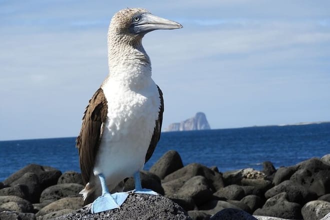 Blue Footed Boobie