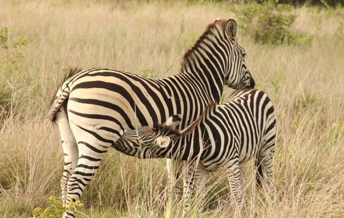 4 Days Victoria Falls Safari Tour & Chobe National Park game drive