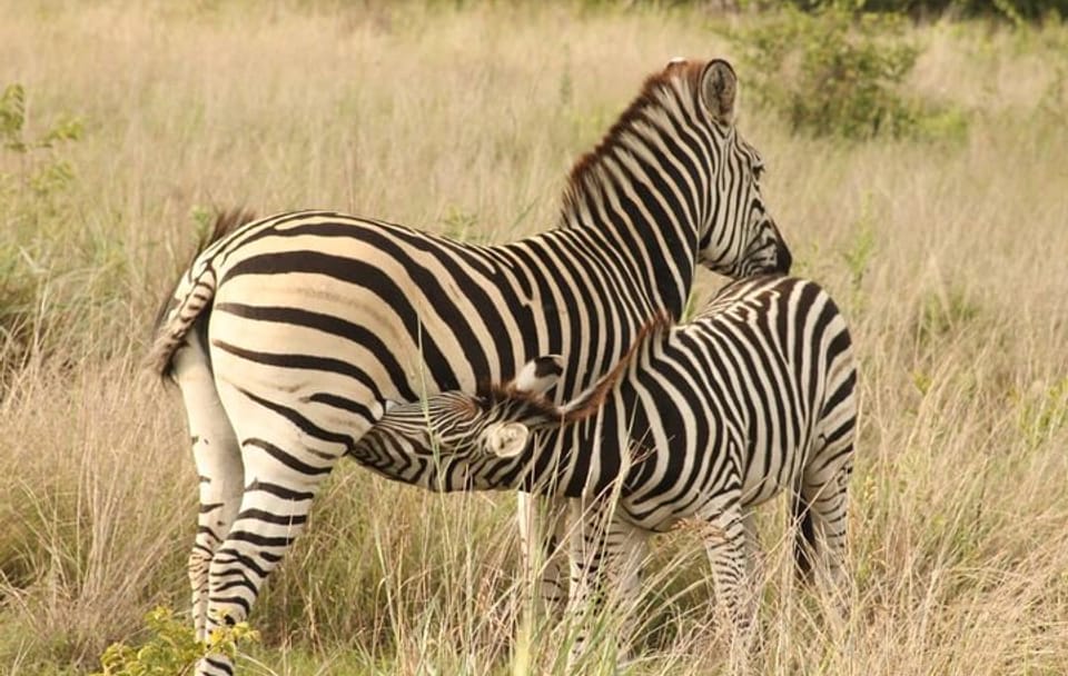 4-Day Victoria Falls and Chobe National Park Safari Tour