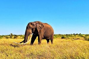 Kruger Park Full Day Guided Safari