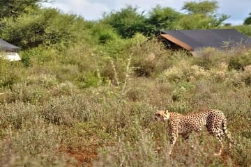 3-Day Private Amboseli Safari with Maasai Village Visit from Mombasa