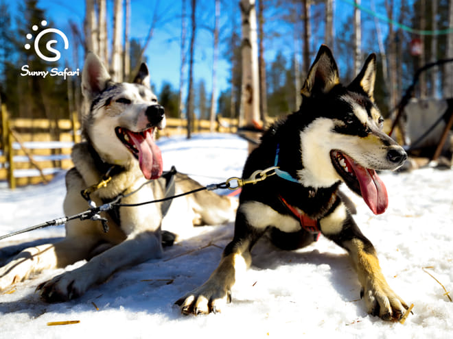 Become A Husky Musher in Lapland – Upgraded photo 3