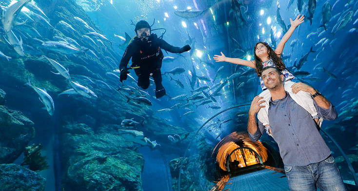 Dubai Aquarium And Under Water Zoo Tickets Online