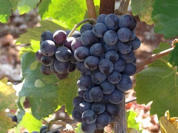 Crete Wine Tour: Discover Local Wineries in Heraklion