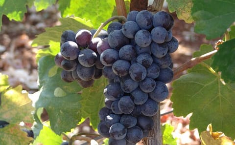 Crete Wine Tour: Discover Local Wineries in Heraklion