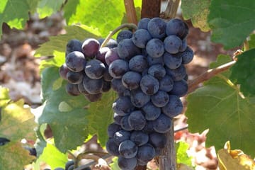 Crete Wine Tour: Discover Local Wineries in Heraklion