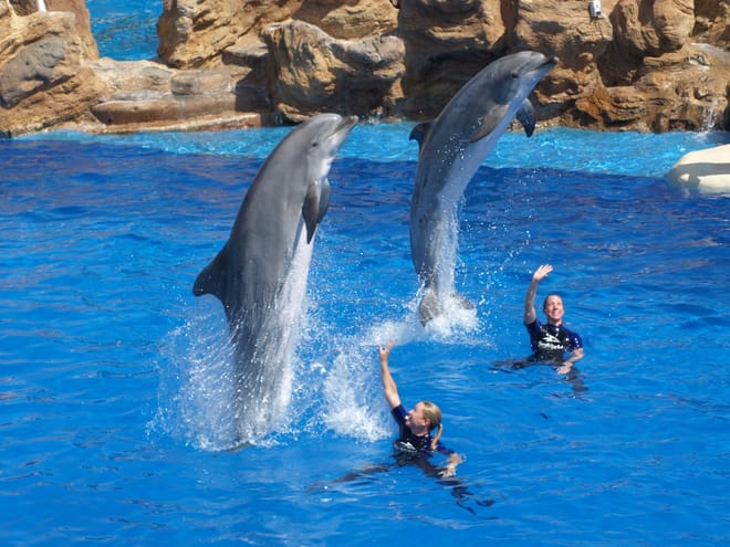 Agadir Dolphin Show & Crocodile Parc | 1 Day : Private & Luxury 3