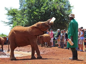 Nairobi Day Tour to Giraffe Center and Elephant Orphanage