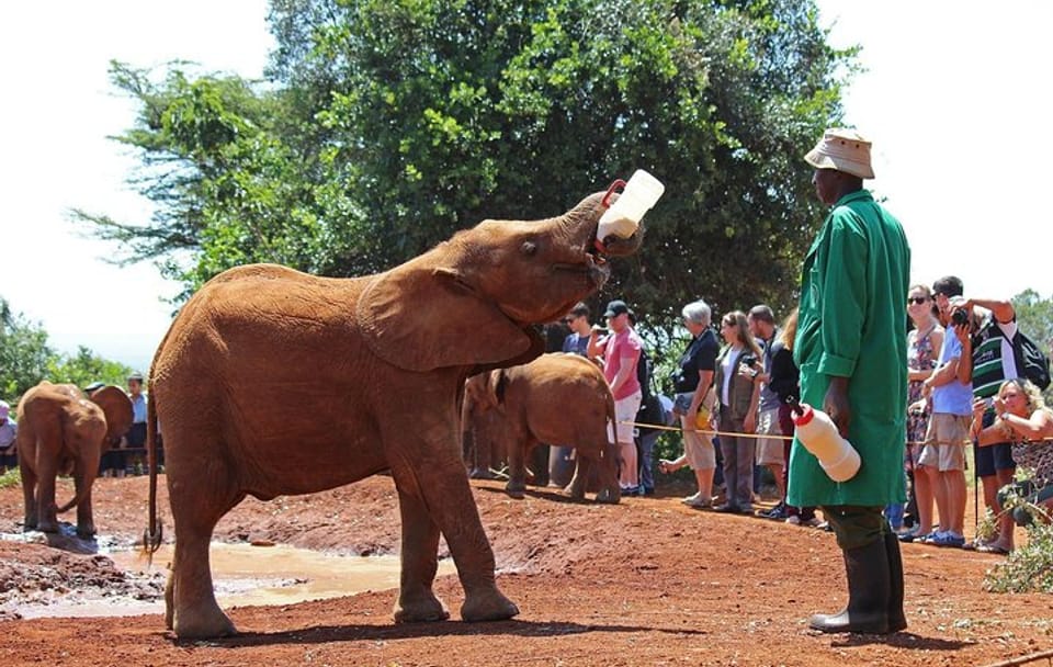 Nairobi Day Tour to Giraffe Center and Elephant Orphanage