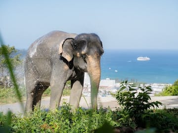 Elephant Sanctuary Small Group Tour in Phuket