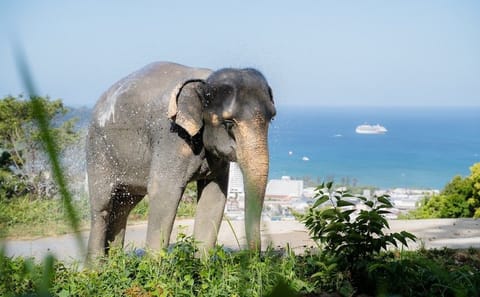 Elephant Sanctuary Small Group Tour in Phuket