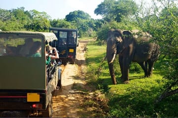 Yala Half Day Safari from Yala