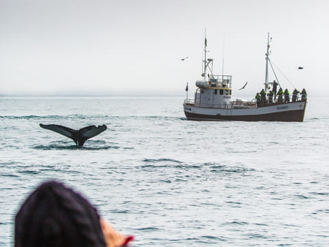 Arctic Coastline Experience, Hauganes Whale Watching & Local taste visit