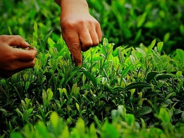 Authentic Hangzhou Longjing Tea Culture Experience Tour