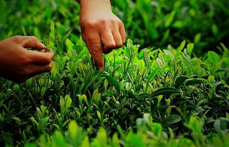 Longjing Tea Culture Experience Tour in Hangzhou