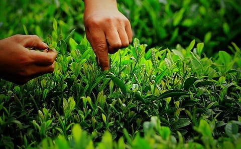 Longjing Tea Culture Experience Tour in Hangzhou