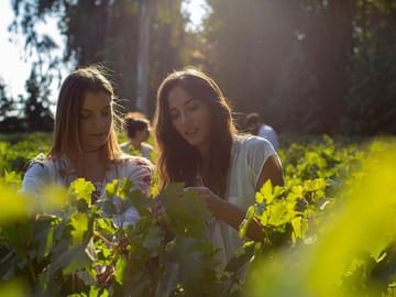 Small-Group Half-Day Wine Tour at Concha y Toro Winery