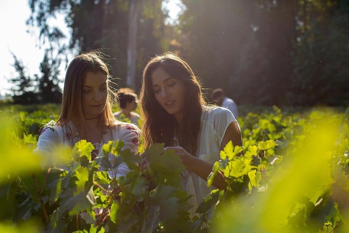 Small-Group Half Day Tour to Concha y Toro Winery 3