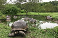 Giant Family