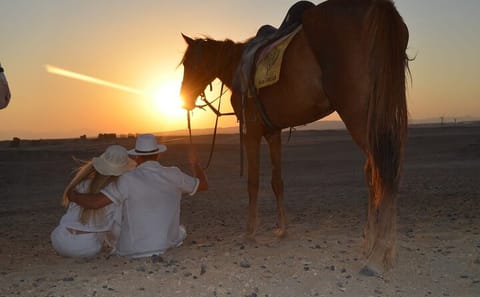 Horseback Riding Adventure on Beach and Desert in Hurghada